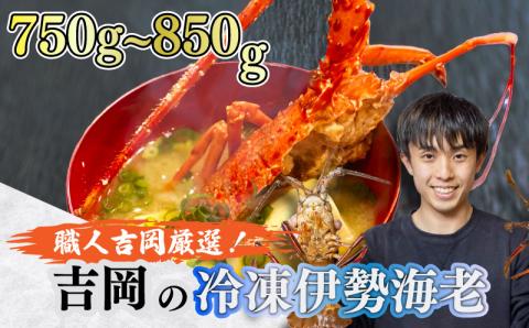 『吉岡の冷凍伊勢海老』 750g～850g