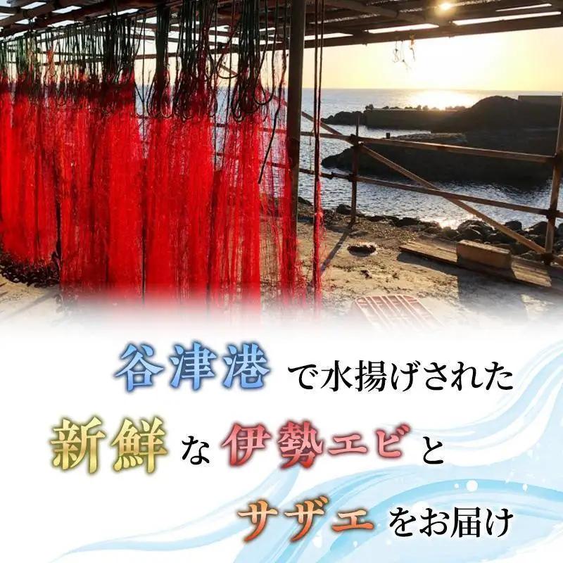 海鮮セット 活伊勢海老 サザエ Aセット 2〜15匹 海鮮セット