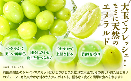 【先行予約】マスカット シャインマスカット 朝採り シャインマスカット 約2kg 3～4房 前田果樹園《8月下旬-9月末頃出荷》熊本県 荒尾市 旬 果物 フルーツ デザート ふるーつ ますかっと しゃ