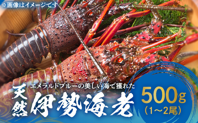 
■ エメラルドブルーの美しい海で獲れた天然伊勢海老500g（1～2尾）
