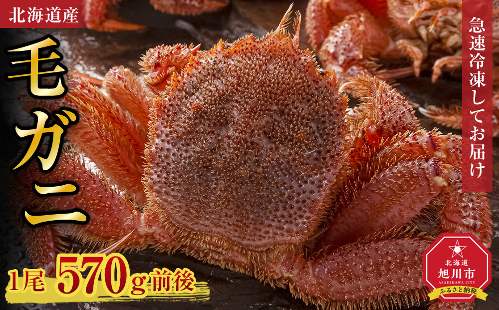 北海道産毛ガニ1尾 570g前後 【カニ 蟹 毛ガニ 毛蟹 毛がに 毛カニ 冷凍 お取り寄せ 旭川市 北海道ふるさと納税 北海道】_05580