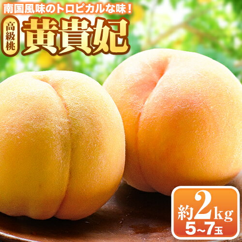 【ふるさと納税】黄貴妃 約2kg 5-7玉入り 嶋農園《2025年9月上旬-9月末頃出荷》 和歌山県 紀の川市 桃 もも モモ フルーツ 果物 送料無料