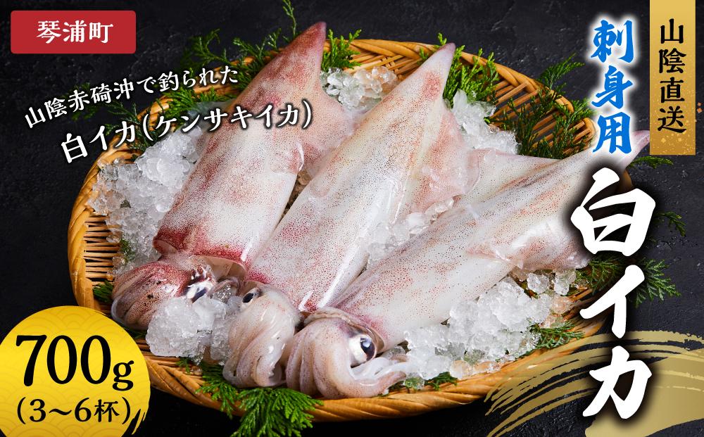 山陰直送 刺身用白イカ 700g（3～6杯）　※北海道、沖縄、一部離島への配送不可