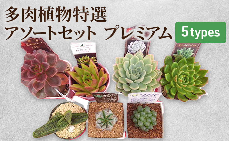 
[№5895-0181]多肉植物特選アソートセット プレミアム5種類
