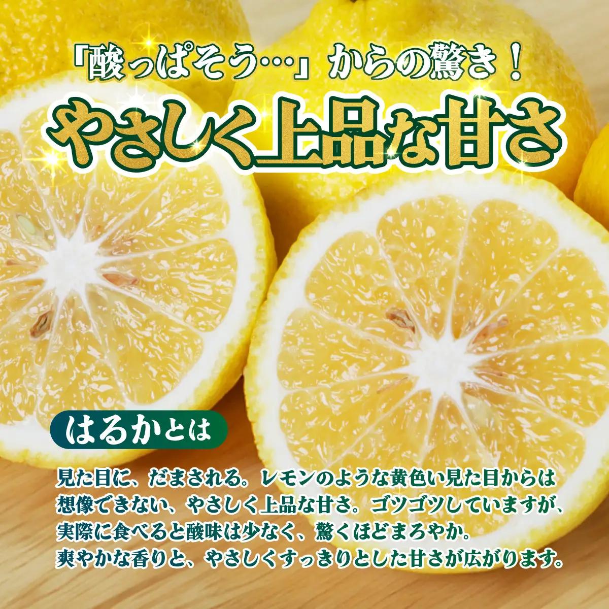 ＜【訳あり】愛媛県産 はるか 約1.5kg＞『2027年2月中旬～3月上旬迄順次発送予定』わけあり 訳アリ 果肉 ハルカ 産地直送 みかん 蜜柑 訳あり 果物 くだもの フルーツ ミカン 果汁 国産 