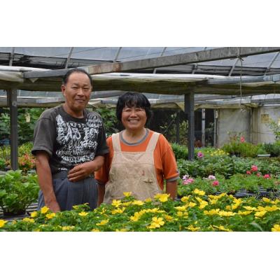 ふるさと納税 越知町 洋らん シンビジューム「切り花ミックス」(大) |  | 03