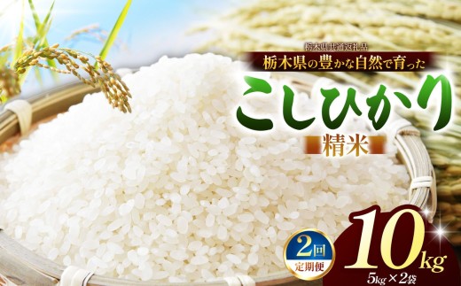 【先行予約】【定期2回】こしひかり（白米）約 10kg 栃木県共通返礼品｜コシヒカリ 米 白米 おいしい お米 こめ おこめ 白米 精米 国産 ごはん ご飯 白飯 米 おこめ 白米 精米ゴハン ランキング 人気  ふるさと 納税 栃木県 那珂川町 送料無料