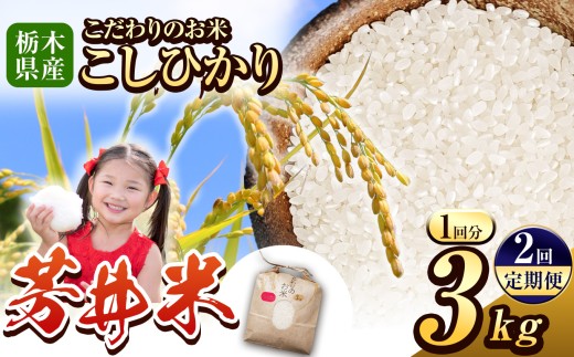 【定期便2回】那珂川町産芳井米 3kg | コシヒカリ お米 精米 美味しい 白米 とちぎ 玄米 共通返礼品 送料無料 那珂川町 栃木県