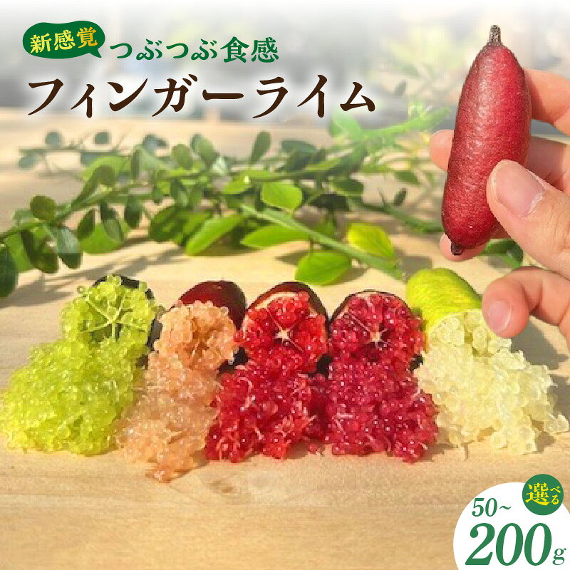 【ふるさと納税】新感覚つぶつぶ食感！フィンガーライム【選べる内容量 50g・100g・150g・200g】20品種の中から旬な3品種以上を入れてお届け！ フルーツ ライム オーストラリア原産の柑橘 柑橘 果物 果実 フルーツキャビア 珍しい返礼品 送料無料