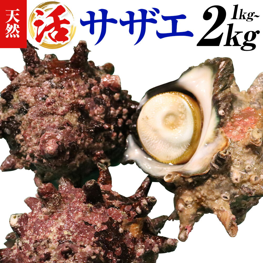 【ふるさと納税】天然『活』サザエ　1kg 2kg ( 3個 〜 10個 ) 《7月中旬-9月上旬頃出荷》 【配送不可地域：離島・北海道・沖縄県・東北・中国・四国・九州】寺田水産 さざえ 海産物 貝 千葉県 勝浦市