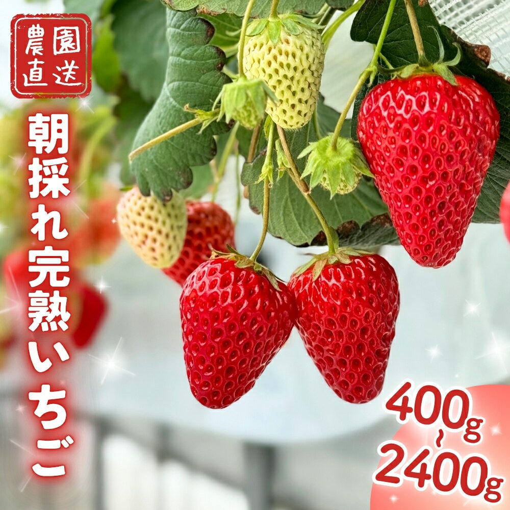 【ふるさと納税】完熟いちご 紅ほっぺ ほしうらら よつぼし かおり野 スターナイト 基準糖度12度以上 5品種食べ比べ 森育ち 冷蔵便 高級 贈答用・家庭用 選べるセット（産地直送）岡山県西粟倉村 M-FI-J15A