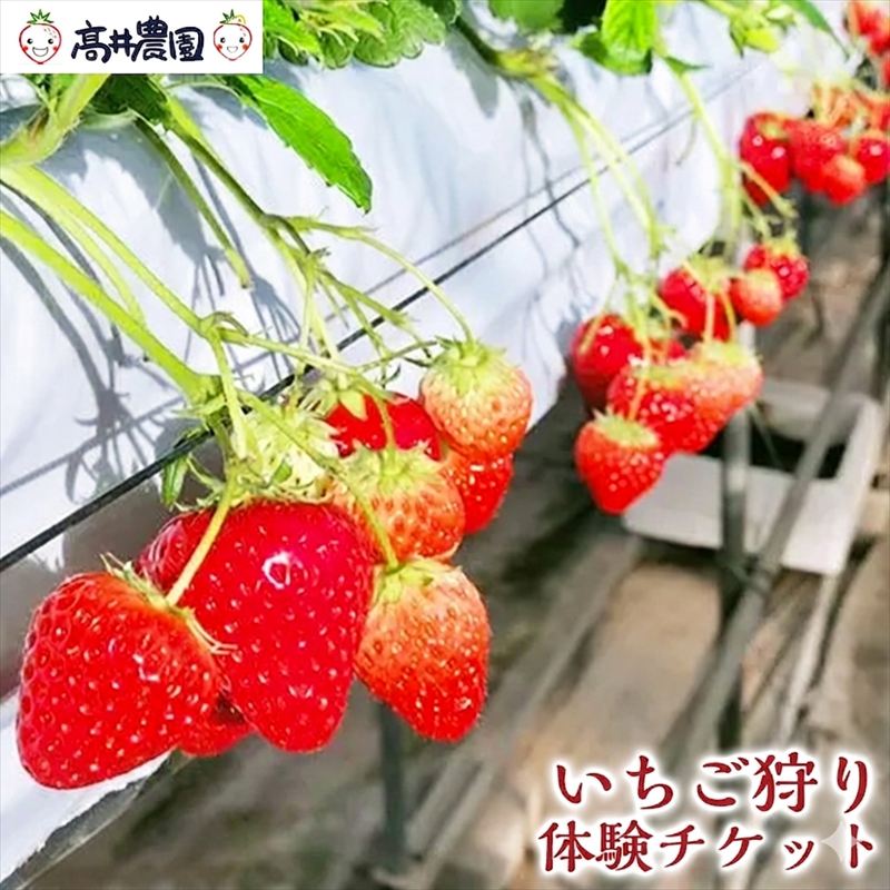 【ふるさと納税】【家族で楽しむ】いちご狩り体験チケット いちご いちご狩り チケット 果物 フルーツ 大粒 濃厚 食べ放題 食べ比べ 兵庫県 福崎町