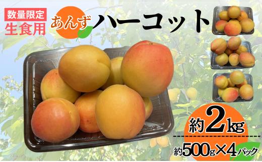 【2026年先行予約】生食用あんず  ハーコット (約500g×4パック) | 杏子 アプリコット 信州 長野県 千曲市