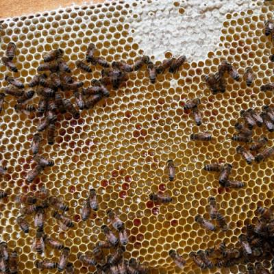 ふるさと納税 岡山市 無添加非加熱の国産天然ハチミツ500g |  | 02