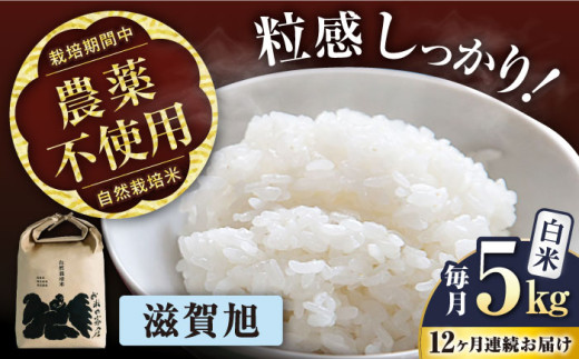 【令和7年産新米】【全12回定期便】 滋賀旭 5kg 白米 ×12回 自然栽培米 在来種   滋賀県長浜市/株式会社お米の家倉 [AQCP052] 米 定期便 白米  5kg 滋賀旭 自然栽培米  滋賀県産 長浜市産 こめ お米 新米 食品 ふるさと納税 国産 炊きたて 美味しい 産地直送 節約 人気