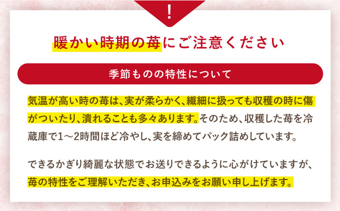 【大玉色鮮やか！】西海市産いちご「おおきみ」1kg（250g×4パック）＜武藤農園＞ [CFV004]