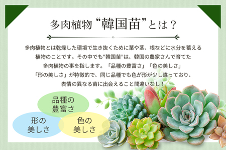 韓国多肉植物 抜き苗 アソート 10個 詰め合わせ 多肉植物 観葉植物 インテリア 寄せ植え 誕生日プレゼント オシャレ 多肉 観葉 おまかせ セット 植物 苗 種類 色々 ランダム 農園直送 栽培 