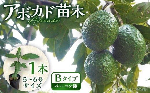 【数量限定】アボカド 苗木 Bタイプ （台木/接ぎ木：ベーコン種） 1本 5号～6号 鉢下から約30cm 観葉植物 水俣産 熊本県産 グリーン 観葉 植物 アボカド ギフト 贈り物 御歳暮 お歳暮 特産品 熊本特産品 水俣特産品