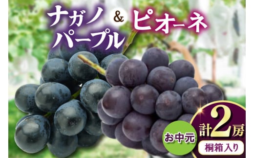 お中元桐箱入りナガノパープル1房・ピオーネ1房　県内共通返礼品:かすみがうら市産 (BR172)