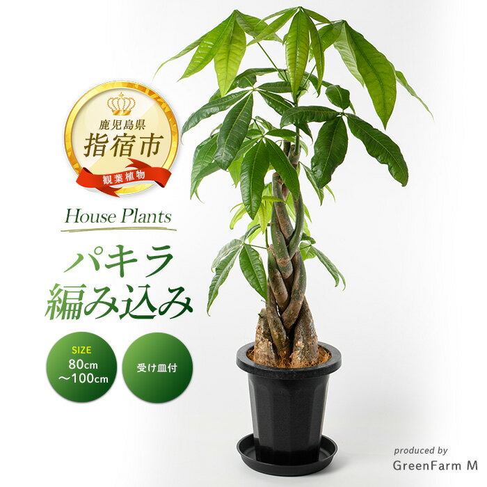 【ふるさと納税】＜先行予約受付中！2025年7月中旬以降順次発送＞パキラ編み上げ(鉢底より80cm〜100cm) ※北海道・沖縄・離島配送不可※ パキラ 観葉植物 鉢 おしゃれ インテリア グリーン 大型 【Green Farm M】
