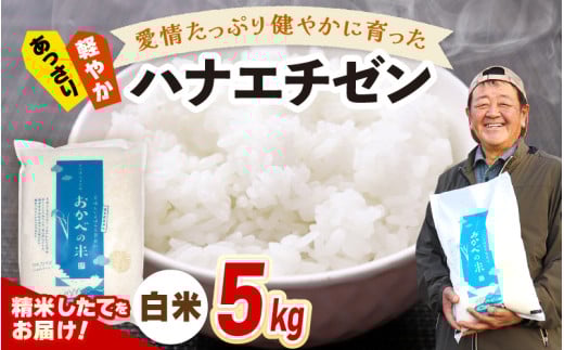 【先行予約】令和7年産 愛情たっぷり健やかに育った ツヤツヤ ハナエチゼン（白米）5kg【2025年9月上旬以降順次発送予定】 [m29-a020]