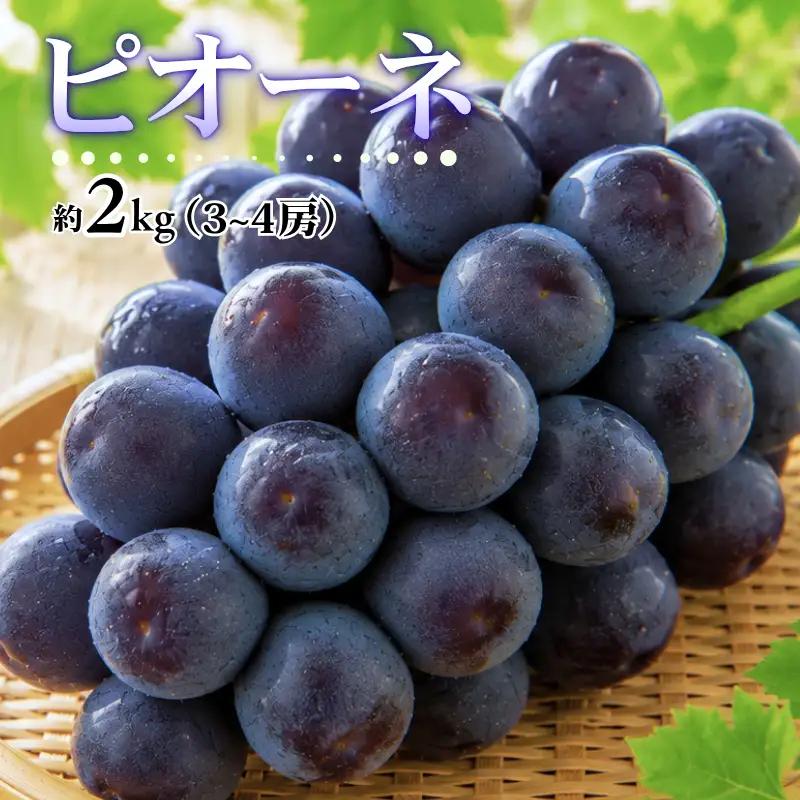 ピオーネ 約2kg 3～4房 岡山県新見市 大原観光果樹園 【先行予約 2026年9月上旬から順次発送】
