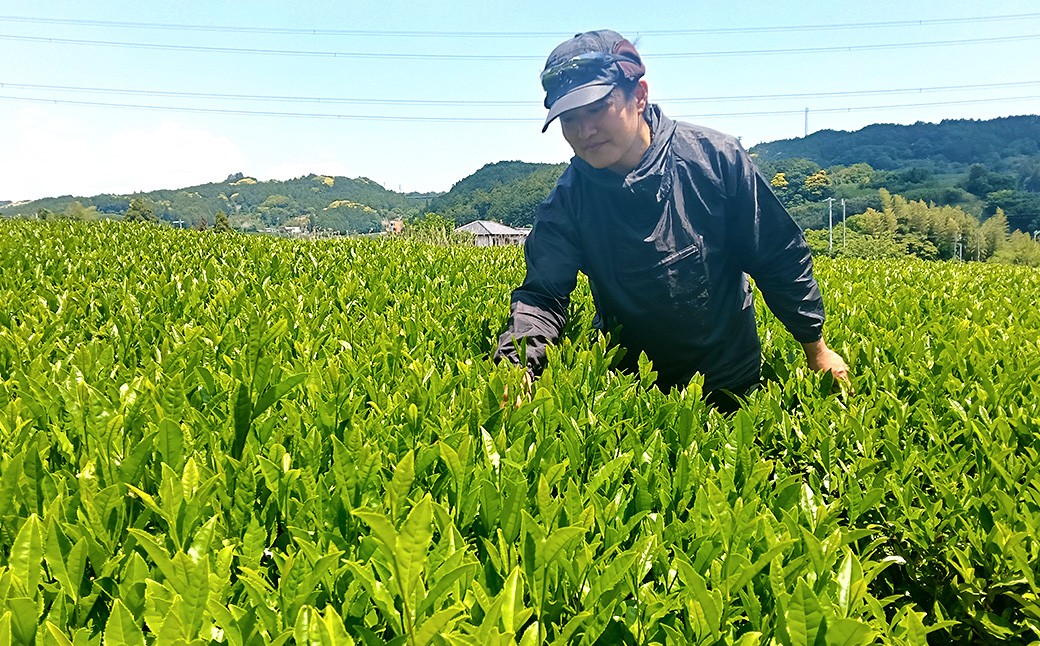 深蒸し菊川茶ボトル飲料CHAGUSABA
