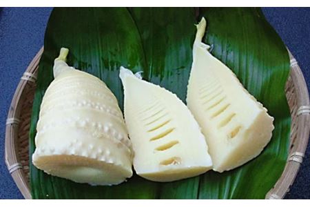 【先行予約】新鮮！朝掘り・朝茹でタケノコ水煮（天然もの）【072_0872】