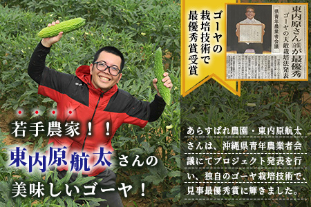 【先行予約】南国石垣島では冬が旬！朝採れ「ゴーヤ」大5本セット！減農薬！最優秀賞受賞の農家から！OI-9