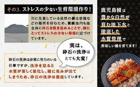 うなぎ 蒲焼 200g×4尾【鹿児島産】地下水で育てた絶品鰻