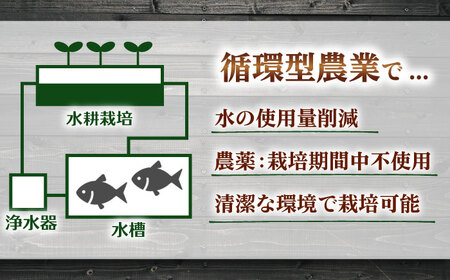 水耕栽培野菜 サニーレタス 6株[BGBT001]