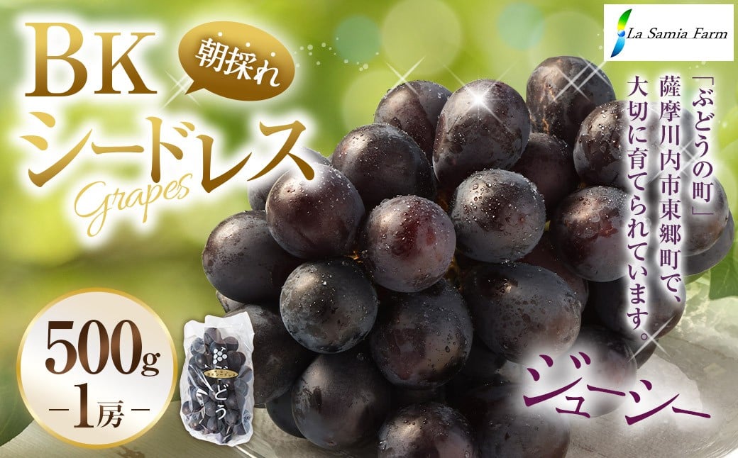 【先行予約】 朝採れ BKシードレス （種なし） 500g（1房） ぶどう 葡萄