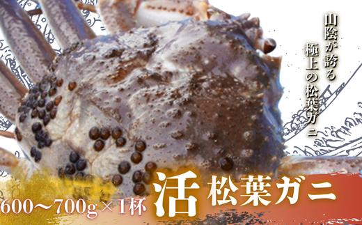 【配送日時指定可能！】松葉ガニ600g～700g〈活〉マツバガニ 冬の旬。贅沢の極みをご家庭で松葉カニ マツバカニカニ 蟹 新鮮 旬 プレゼント 贈与 お祝い事 贈り物 年末年始 祝辞 隠岐 西ノ島町