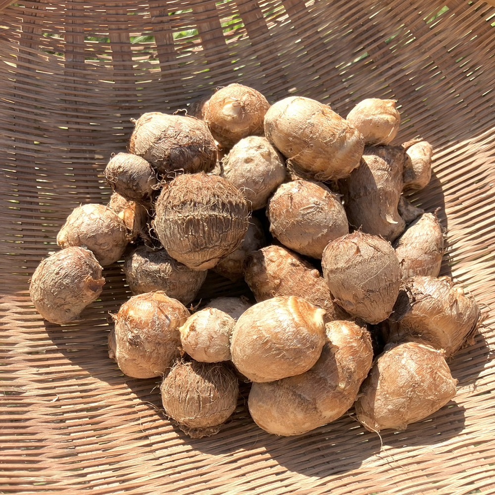 【先行受付】とびきり美味しい！ 自然農育ち 里芋 5kg 軽洗 皮まで食べられる 軽洗い さといも サトイモ 里いも 皮つき 無農薬野菜 野菜 芋煮 煮物 コロッケ 具材【R01345】