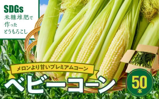 農家直送！SDGs米糠堆肥で作ったベビーコーン50本【2025年5月より順次出荷】_ 産地直送 2025年5月より順次出荷 ベビーコーン とうもろこし 博多あまっコーン 50本 甘い シャキシャキ 食感 旬の味 八宝菜 サラダ 野菜 オーブン焼き お取り寄せ 福岡県 久留米市 送料無料_Gv036