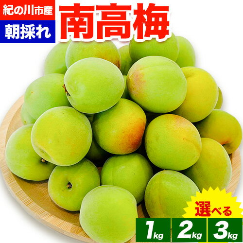【ふるさと納税】梅 紀州南高梅 選べる 内容量 1kg 2kg 3kg FARMER'S FARMER《6月上旬-7月中旬頃出荷》和歌山県 紀の川市 うめ 南高梅 青梅 紀の川市産