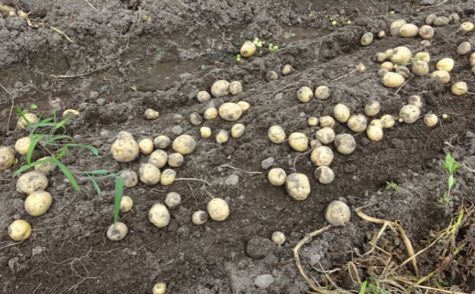 【先行予約】まなびファーム　令和6年産じゃがいも10kg