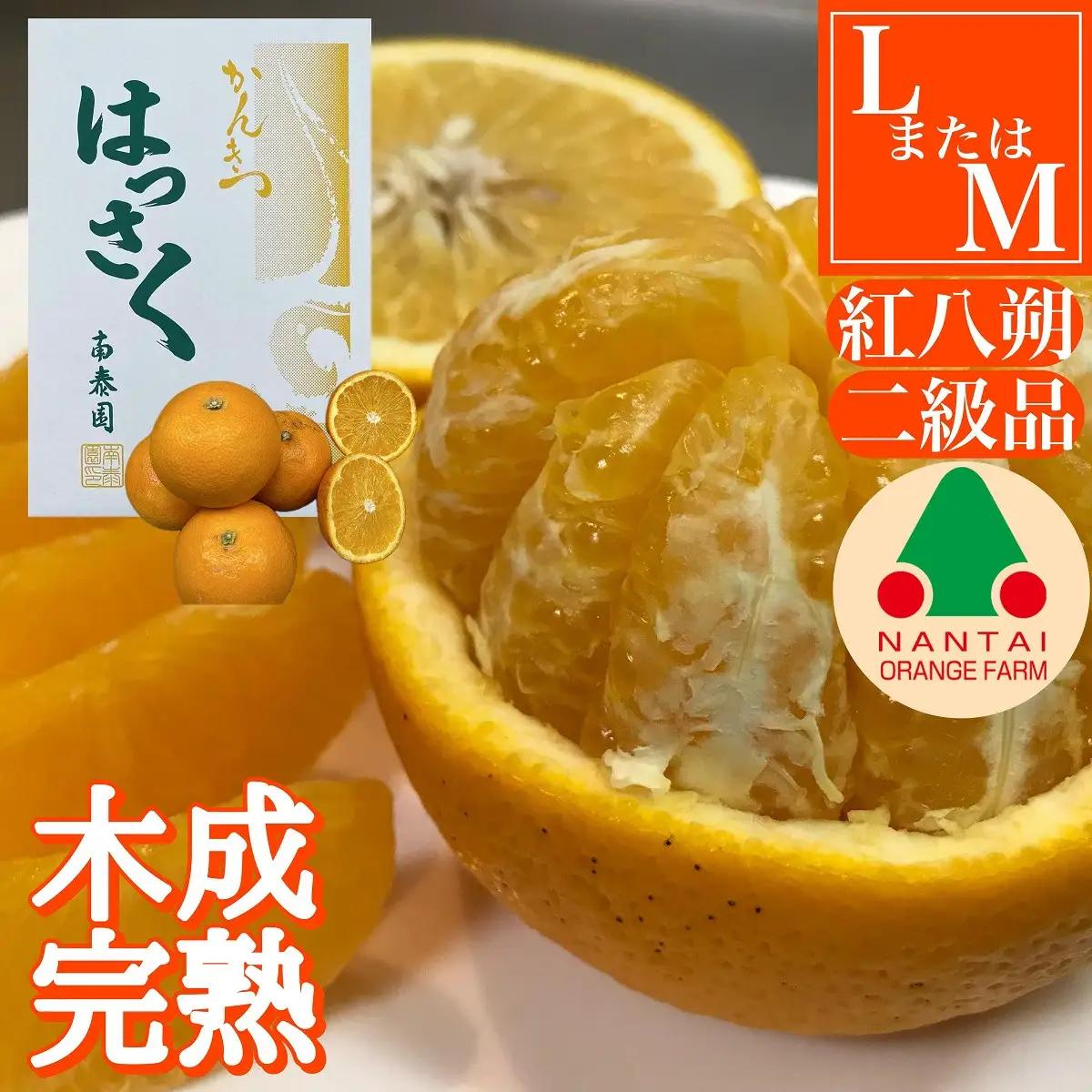 ちょっと 傷あり 木成完熟 紅はっさく L × 8玉 または M × 10玉 サイズ 化粧箱【2027年4月上旬～発送】
