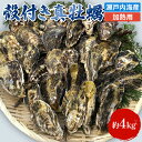 【ふるさと納税】牡蠣 殻付き 加熱用 約4kg 旬にお届け！ 姫路産 1年牡蠣 真牡蠣 かき 生牡蠣 生カキ 生かき 魚介類 魚介 海鮮 海の幸 兵庫県 2024年1月中旬以降順次発送予定　【 姫路市 】　お届け：2024年1月中旬～2024年4月末