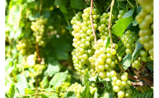 《山形県産ぶどう100％》月山山麓 シャルドネヴィンテージ 白ワイン 辛口 （720ml×６本）　048-E-CK022