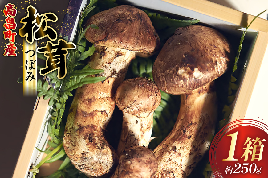 
                  【期間限定発送】 松茸 つぼみ 詰め合わせ 1箱 約250g (3〜5本入) [フレッシュマートたねや 山形県 高畠町 tk06ays880001] きのこ キノコ まつたけ 国産 天然 山の幸 ご飯 土瓶蒸し 松茸ご飯
                