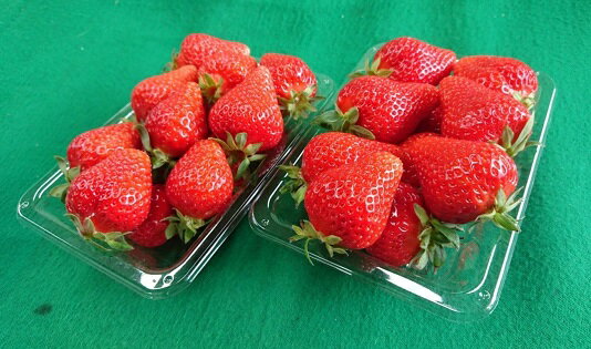 【ふるさと納税】【【年内配送確約】☆数量限定☆フレッシュさが自慢！シーズン最初の「一番いちご」かとう農園「ゆめのか」4パック【令和7年12月中発送】
