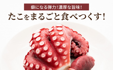 【先行予約】茹でたこ 約1.0kg※2026年5月中旬ごろ順次発送｜北陸 タコ 下処理済み [B-018007]