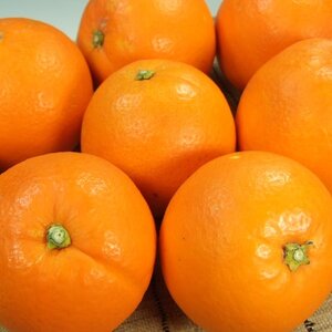 ネーブルオレンジ[約7kg]和歌山県有田産春みかん(果実サイズおまかせ)【1223177】