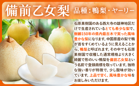 【先行予約】梨 なし ナシ ヤーリー 鴨梨 備前乙女梨 4kg 6～13玉《11月中旬-12月下旬頃より発送予定》石原果樹園 岡山県 浅口市 果物 フルーツ 新鮮｜なし