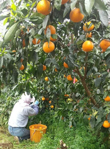 農家直送！なつみオレンジ 10kg 無選別≪秀品・訳あり品・サイズ混合≫【平武農園】～蛍飛ぶ町から旬の便り～