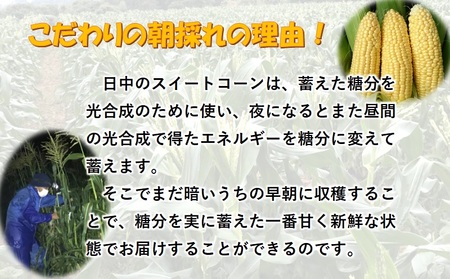 【先行予約】朝どれ　西都市産スイートコーン　ゴールドラッシュ7㎏＜1-9＞2024年初夏発送