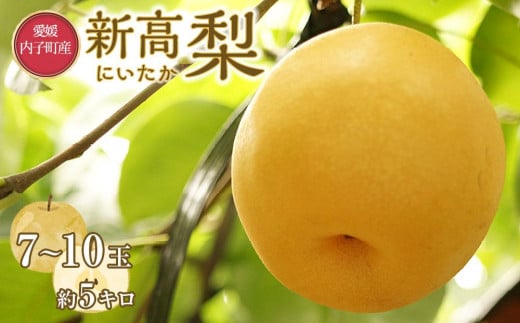 
            内子町産　新高梨【7～10玉】2025年9月下旬から発送【フルーツ 果物 くだもの 食品 人気 おすすめ 送料無料】
          