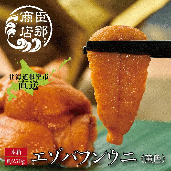 【ふるさと納税】 エゾバフンウニ ( 黄色 ) 約 250g × 1 折 うに ウニ 雲丹 バフンウニ エゾバフンうに えぞばふんうに 蝦夷バウンウニ 蝦夷ばふんうに ウニ丼 うに丼 雲丹丼 刺身 お取り寄せ グルメ 海鮮 北海道 根室市 D-22001