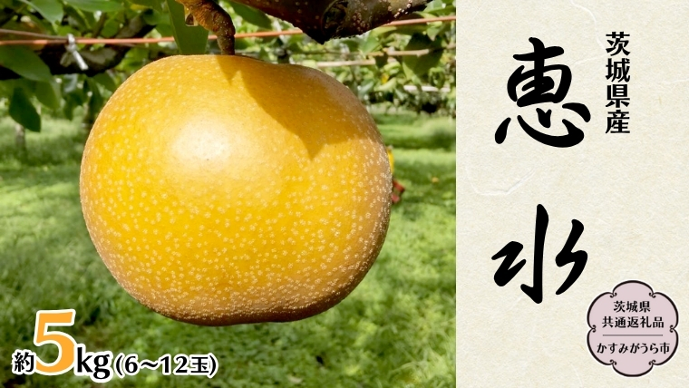 【先行予約】 茨城県産 梨 恵水 約5kg 6玉～12玉 (茨城県共通返礼品 かすみがうら市) (2025年9月中旬発送開始) 産地直送 久保田果樹園 [DH003sa]